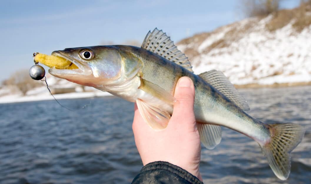 Winter Walleye Fishing Man Holding His Catch