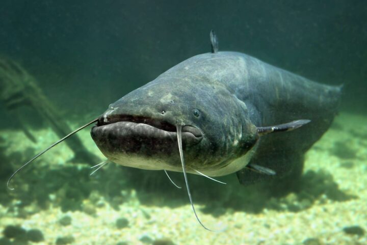 Best time of day to catch catfish