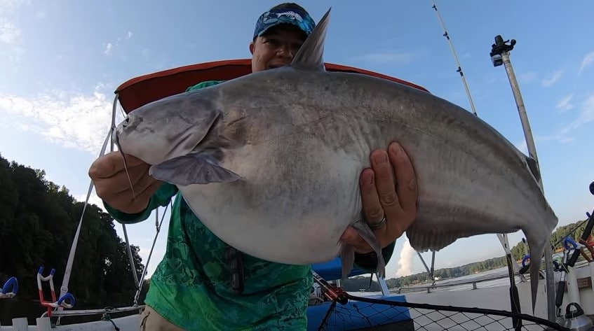 Summer catfish fishing