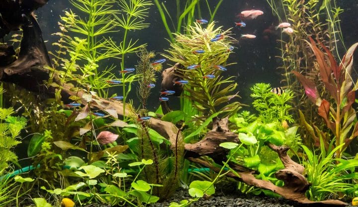 Aquarium tank with 5 low maintenance pet fish species