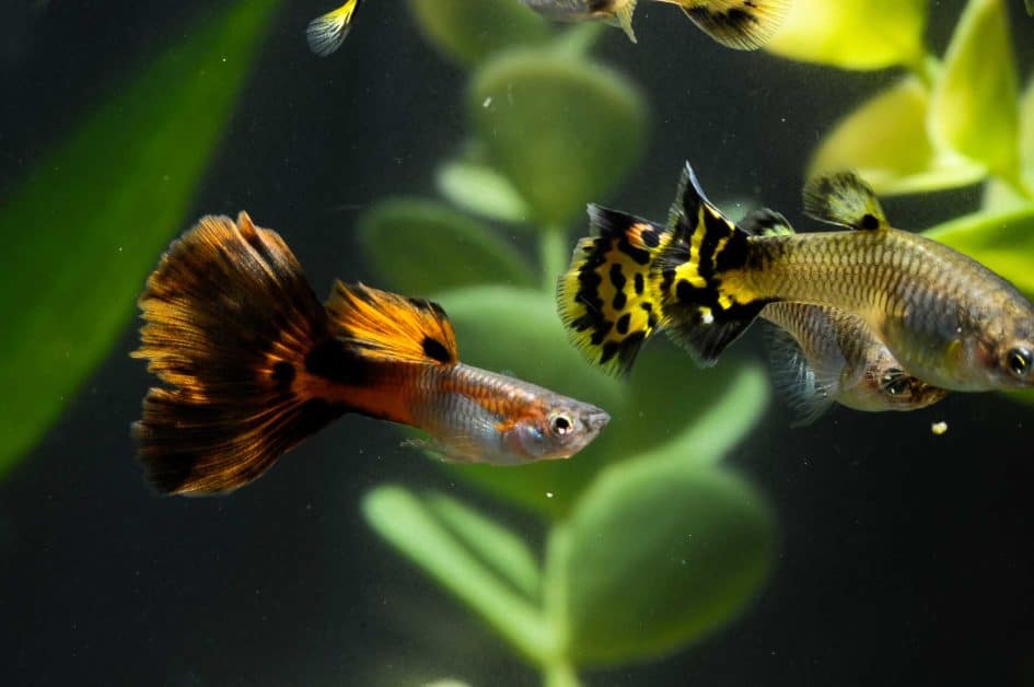 Guppy Low maintenance pet fish species