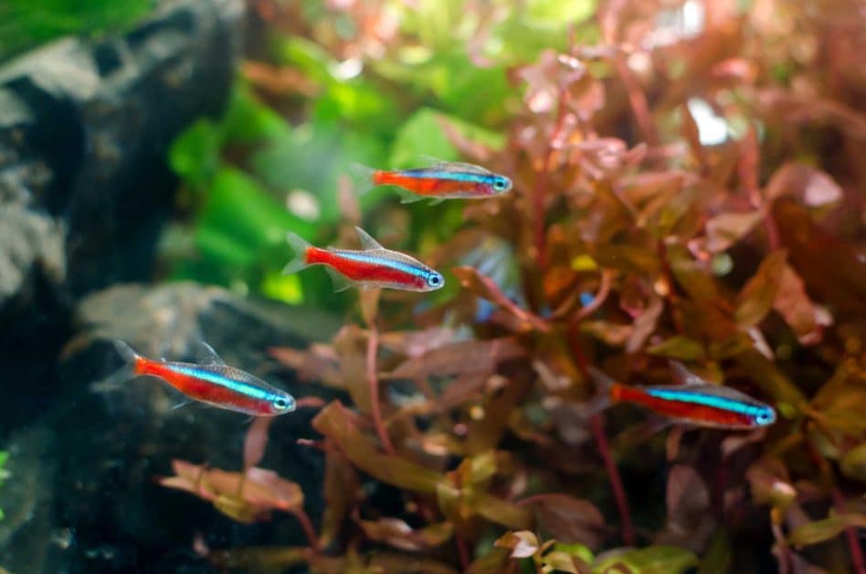 Neon Tetra fish in fish tank