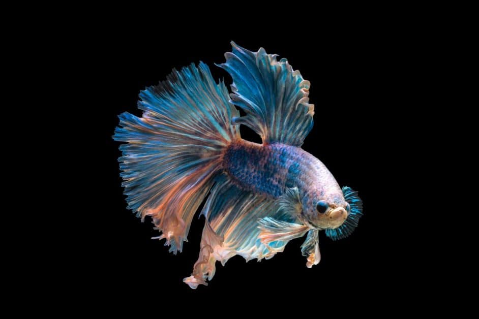 Siamese Fighting fish in fish tank