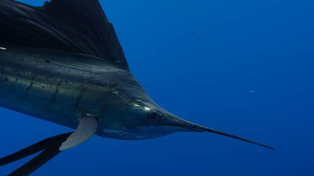 Swordfish swimming in the sea